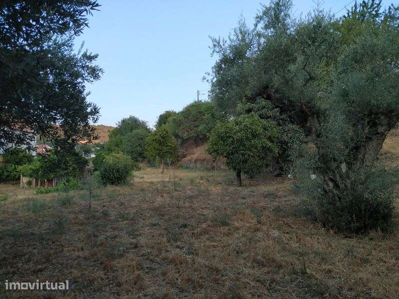 Propriedade rústica Alto Douro vinhateiro gravuras Foz Côa - Grande imagem: 4/7