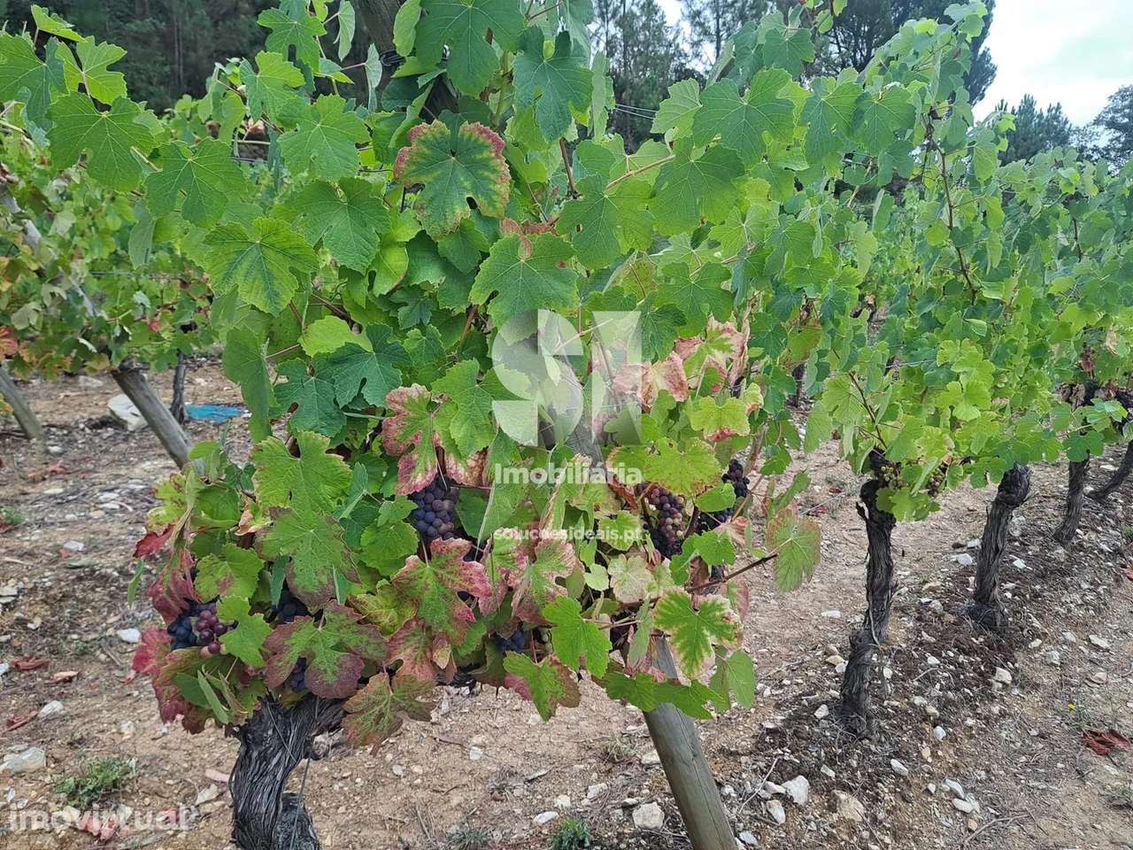 Terreno em Anadia - Grande imagem: 3/23