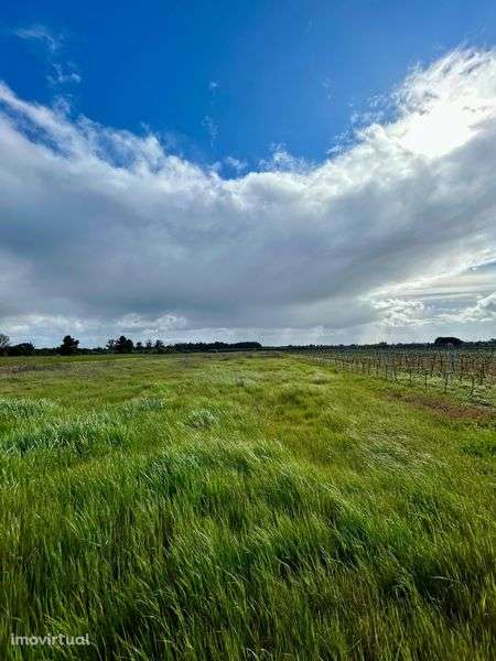 Terreno Rústico 11.040m² em Almeirim | Excelente Oportunidade - Grande imagem: 3/12