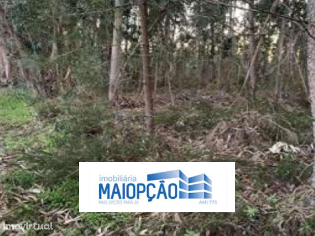 Terreno Rústico - Grande imagem: 2/4