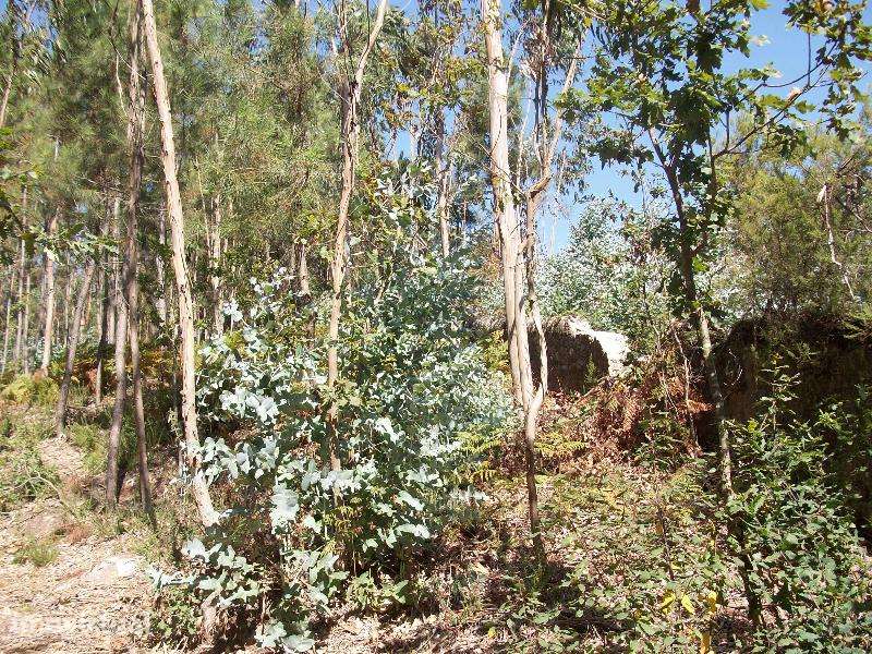 Terreno de 23.000m2, com 40% de implantação industrial na Junqueira - Grande imagem: 2/11