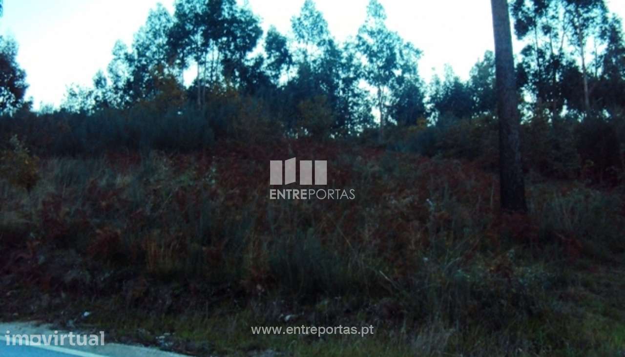Venda Terreno, Tarouquela, Cinfães - Grande imagem: 3/6