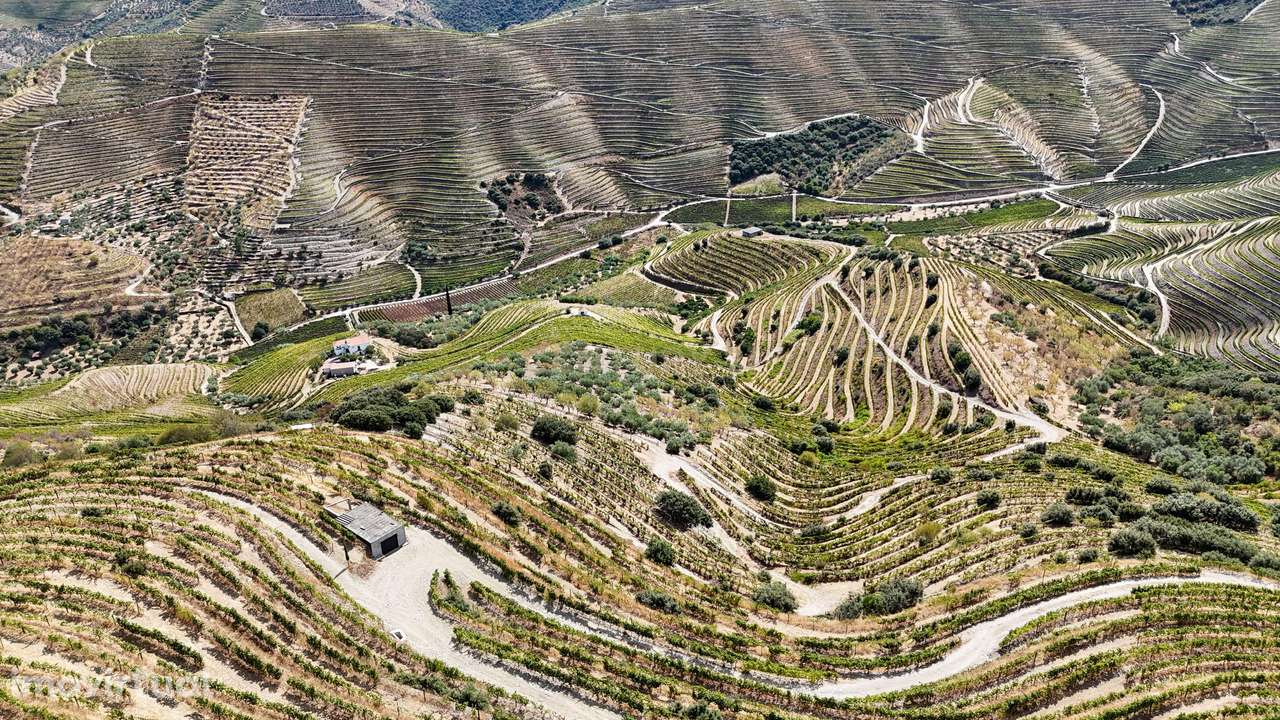 Farm with productive vineyard in the Douro Demarcated Region — São Joã - Grande imagem: 4/28