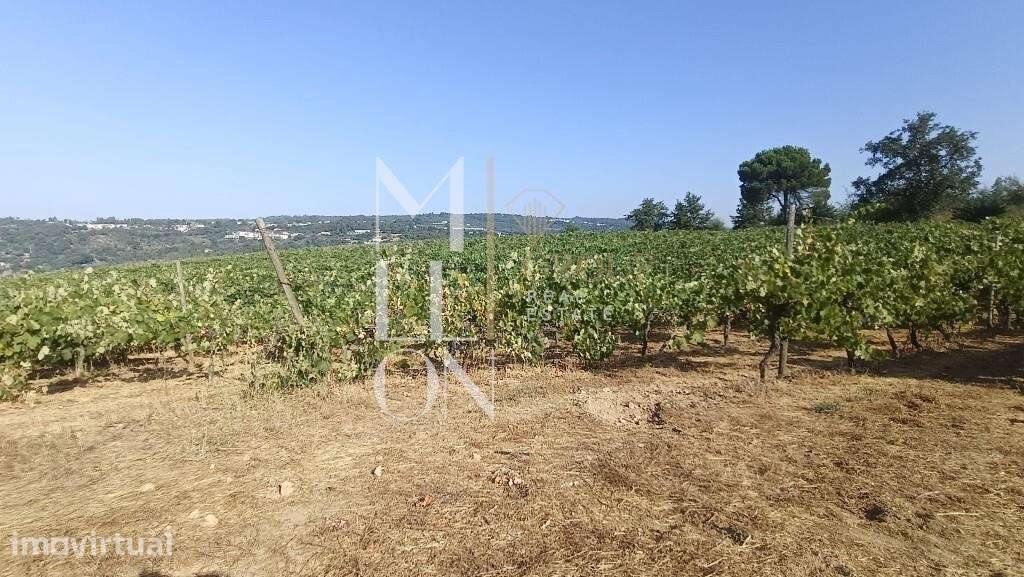 QUINTA COM 70 HECTARES NO CORAÇÃO DO DÃO - VISEU - Grande imagem: 5/14