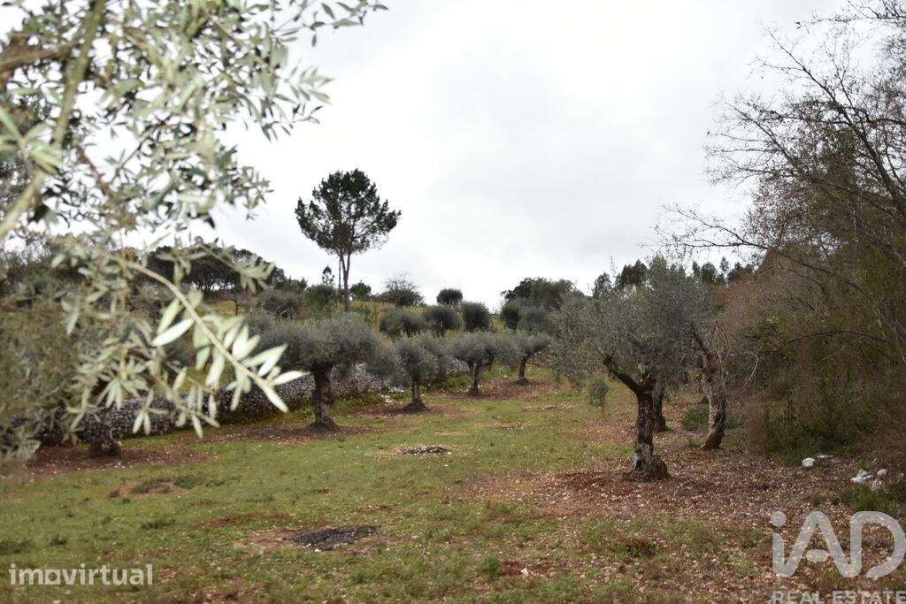Terreno em Chãos de 8880,00 m2 - Grande imagem: 2/22