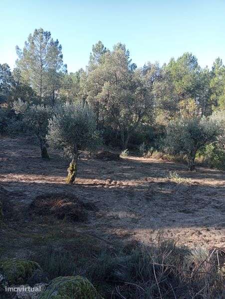 Terreno agrícola - Grande imagem: 2/12