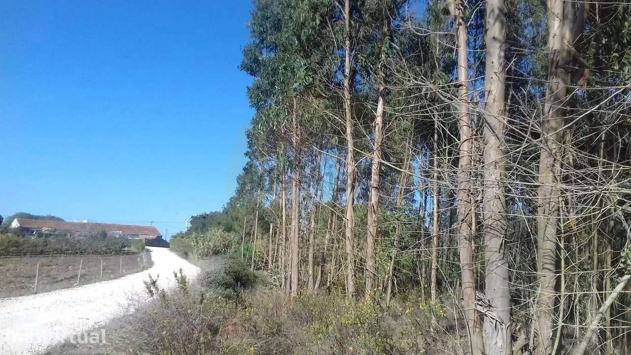 Terreno Rústico com 5.440 m² – Reguengo Grande | Casal do Vale Pai - Grande imagem: 4/7