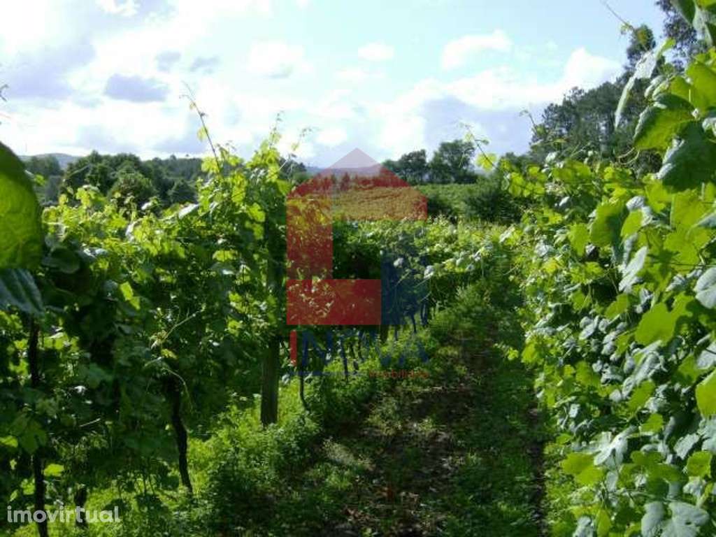 Terreno, Coucieiro - Grande imagem: 3/9