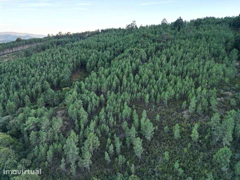 Terreno 80.000m2 - Grande imagem: 2/8