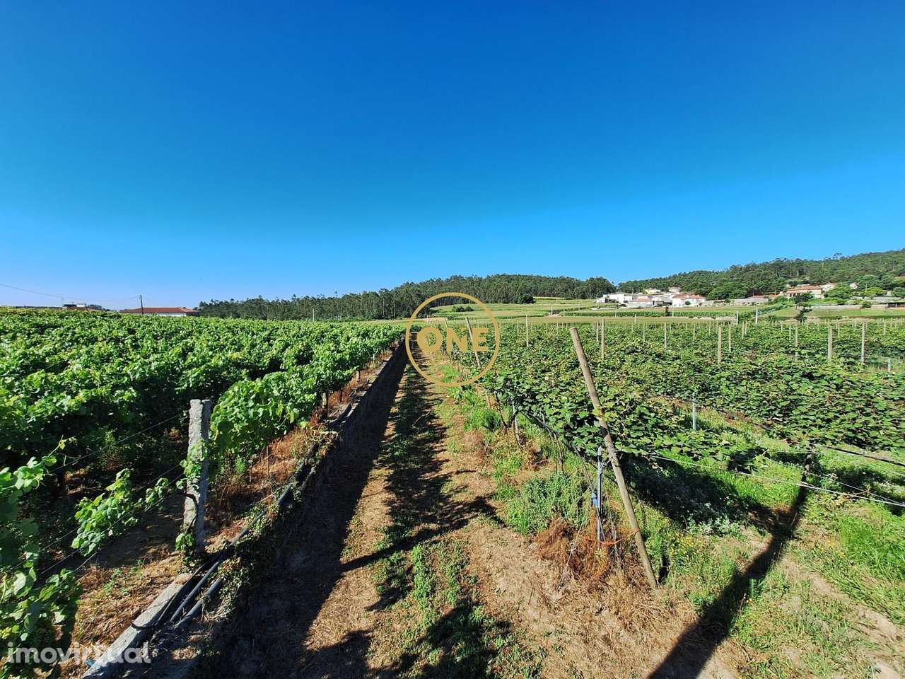 Terreno de 2,5 hectares com produção agrícola, uvas e kiwis com área p - Grande imagem: 3/22