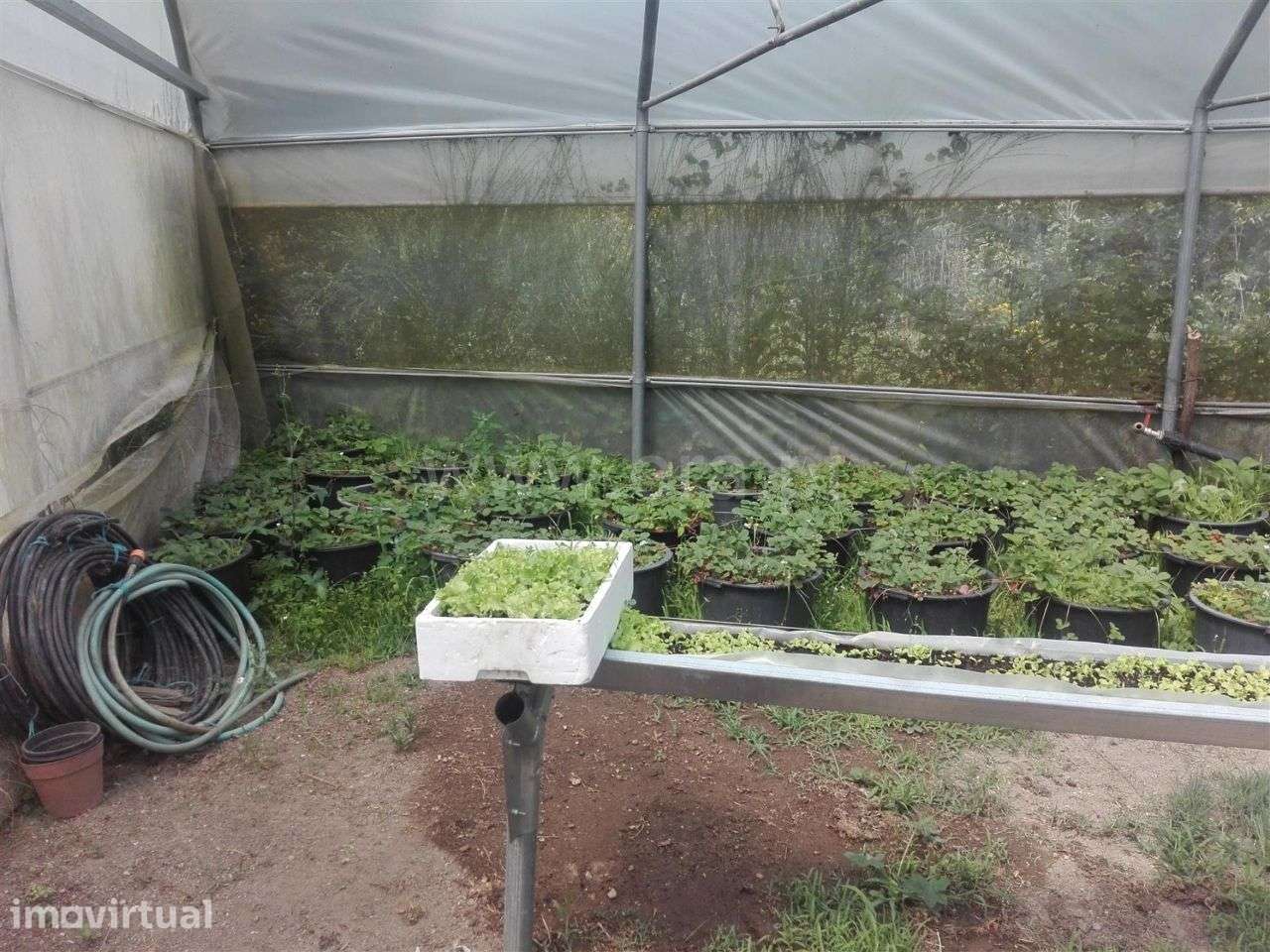 Quinta com 17.000 m2 em Estorãos - Grande imagem: 2/19