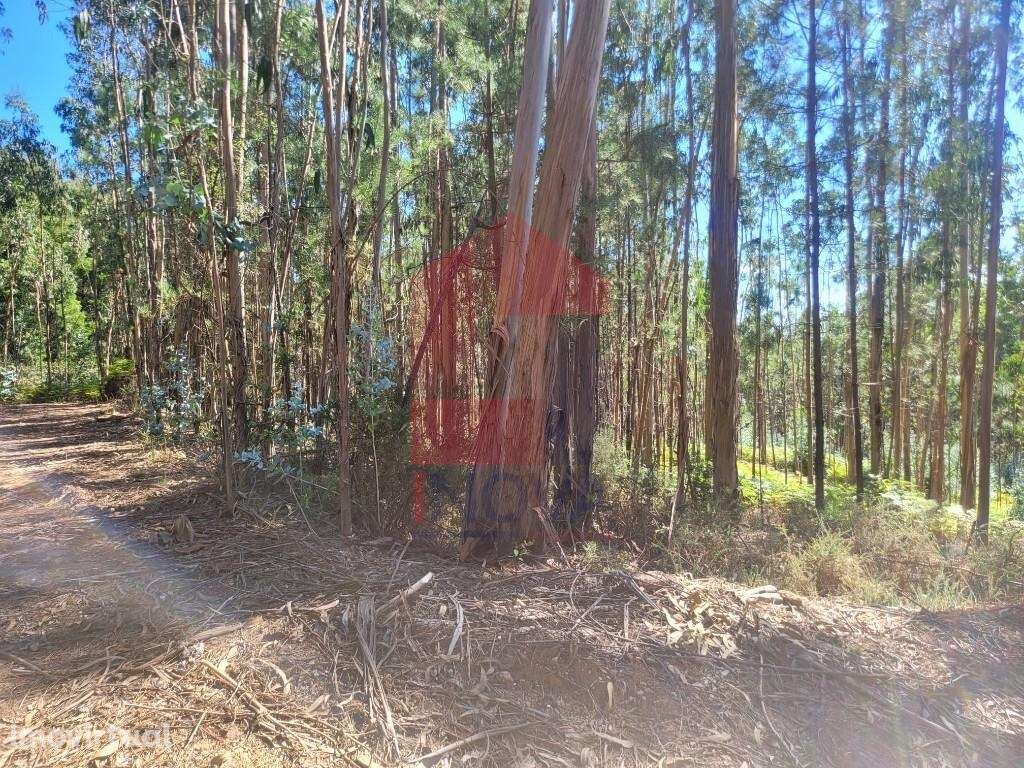 Terreno florestal, Marrancos - Grande imagem: 2/13