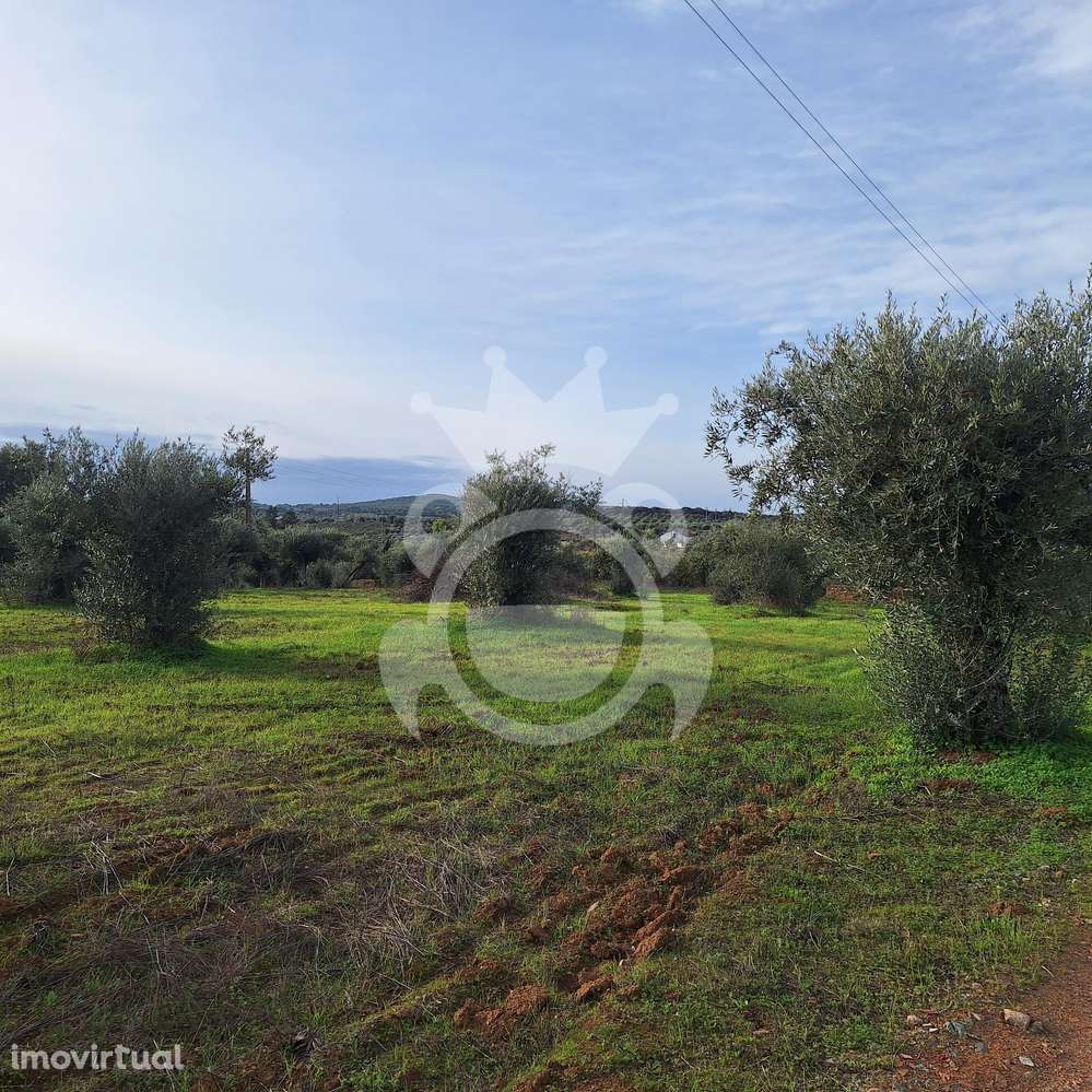 Olival para venda em Portel - NOVO PREÇO!! - Grande imagem: 3/11