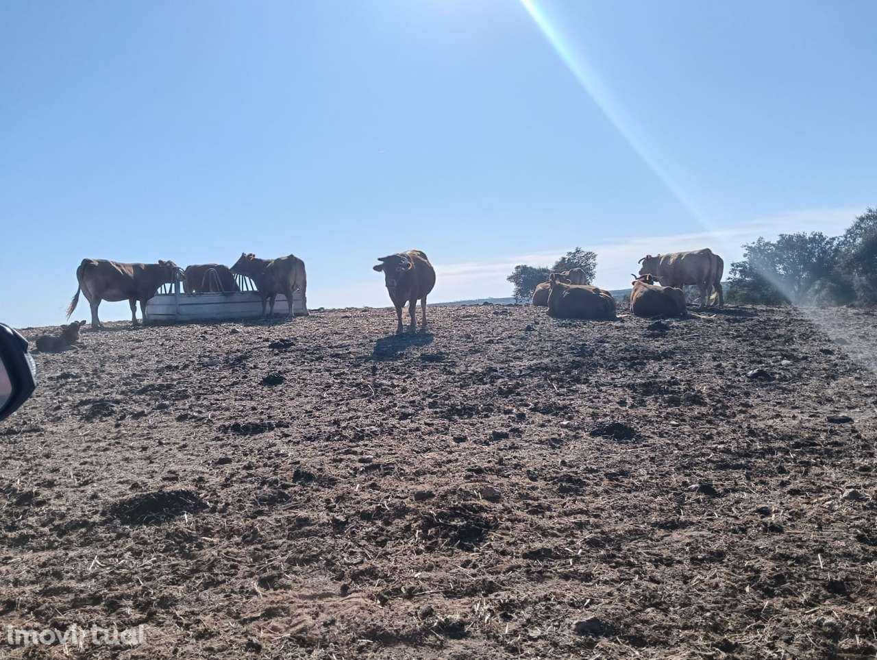 HERDADE | VENDA | ALENTEJO | SERPA - Grande imagem: 3/49