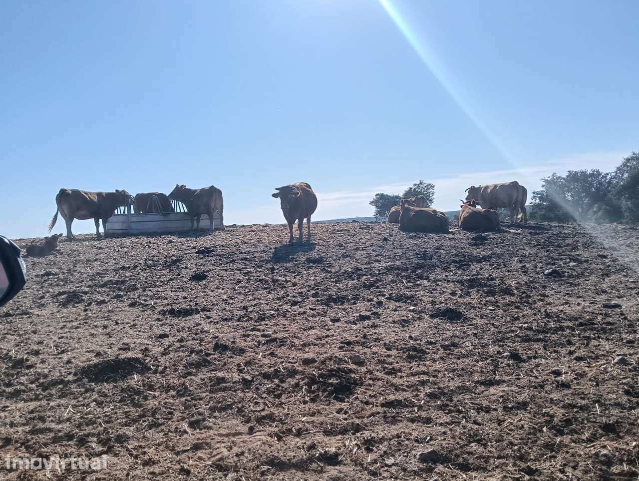 HERDADE | VENDA | ALENTEJO | SERPA - Grande imagem: 3/49