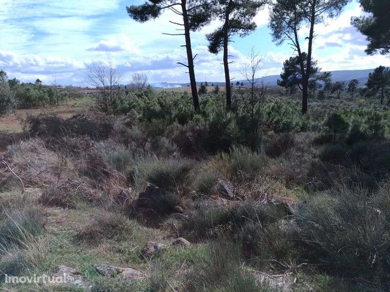 Terreno sito ao Pequito - Grande imagem: 5/7