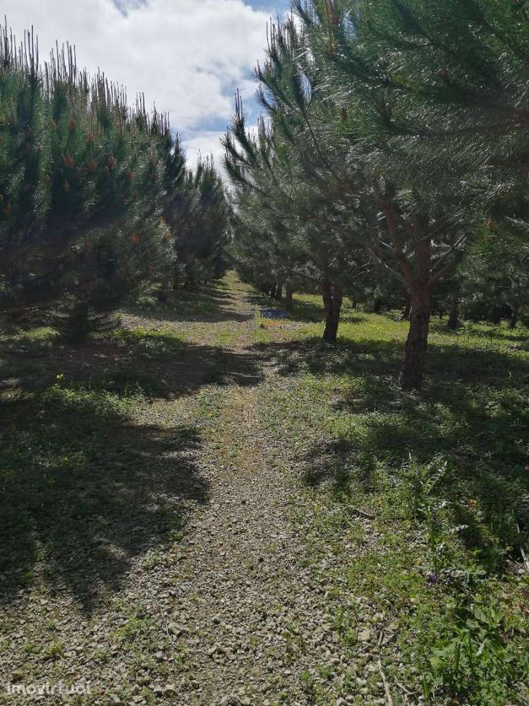 Terreno Misto com área total 7040 m2 Cadaval - Grande imagem: 3/7