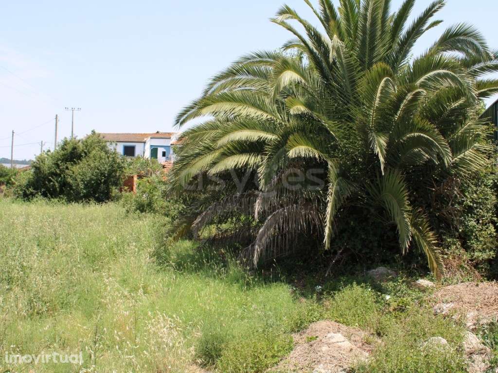 Terreno urbano e rústico para venda com casa em ruínas - Aveiras de... - Grande imagem: 4/27