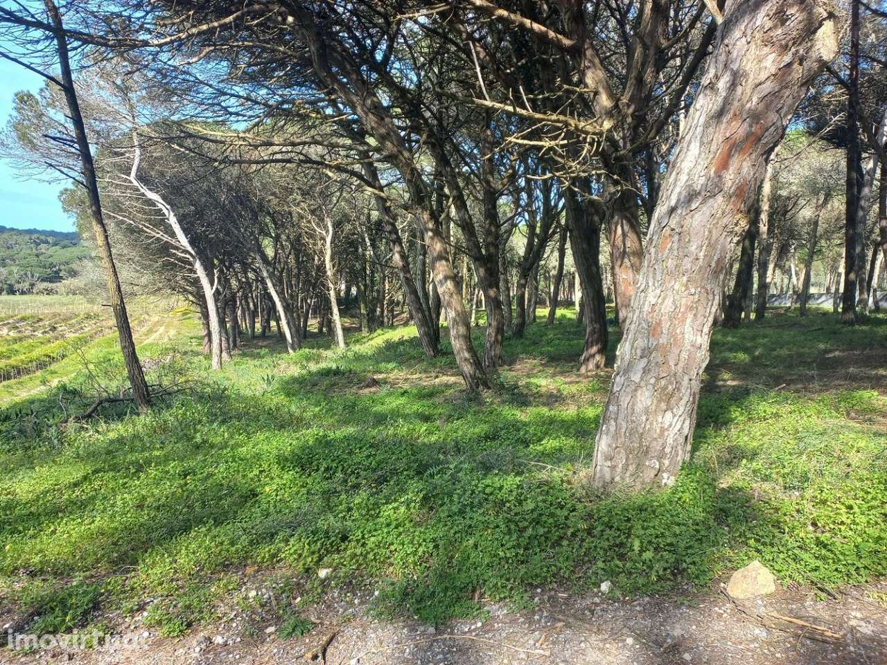 Terreno em Janas - Grande imagem: 4/17