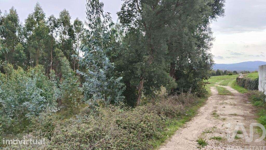 Terreno Agrícola em Graça - Grande imagem: 3/4