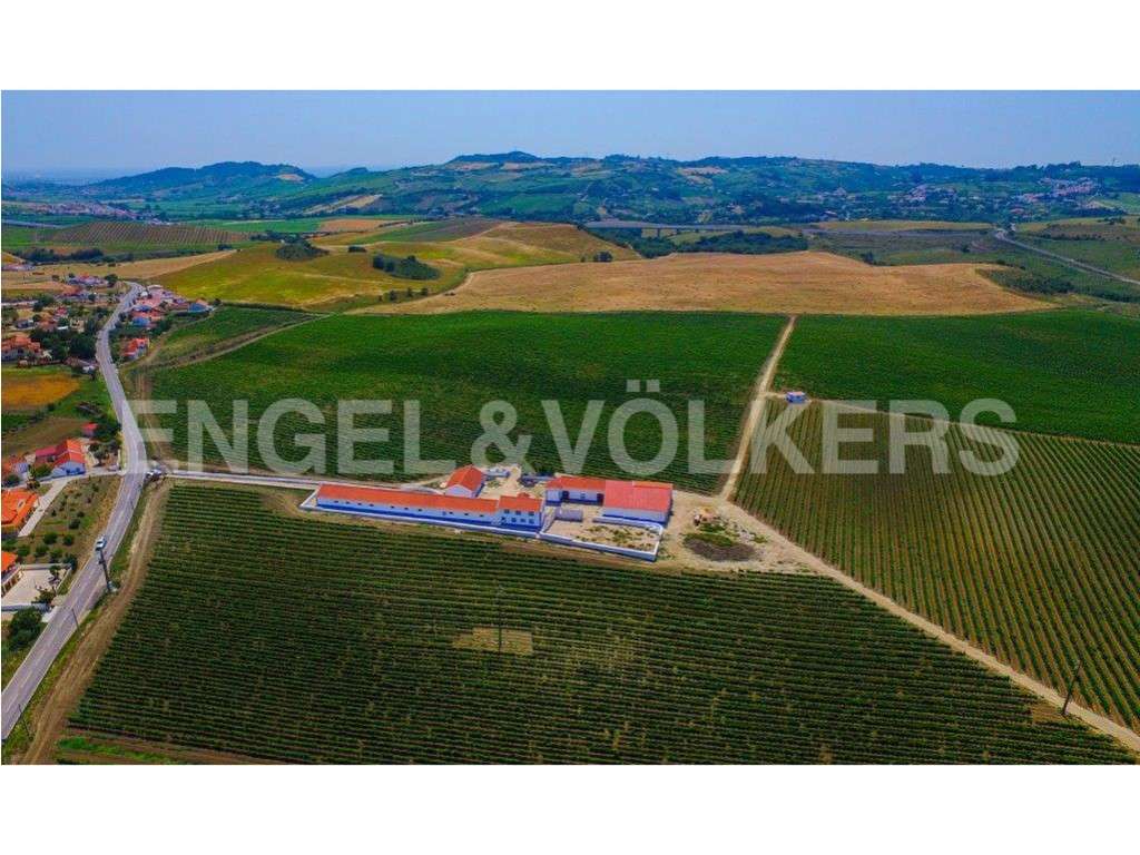 Vinha a norte de Lisboa - Grande imagem: 4/36