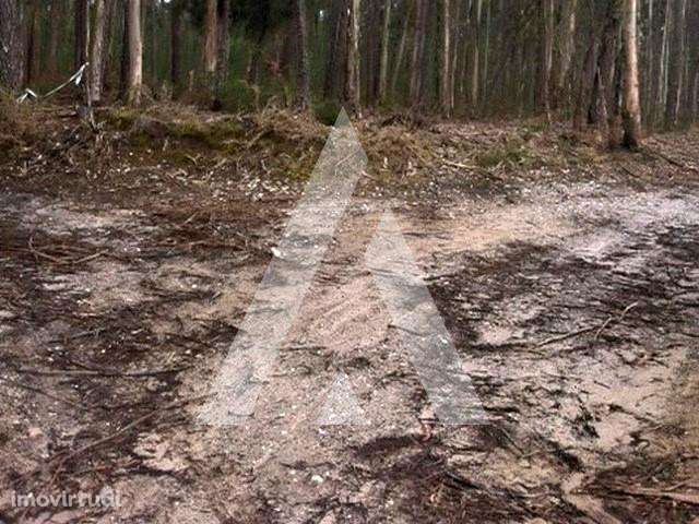 Terreno eucaliptal a um passo do centro de Ílhavo - Grande imagem: 2/6