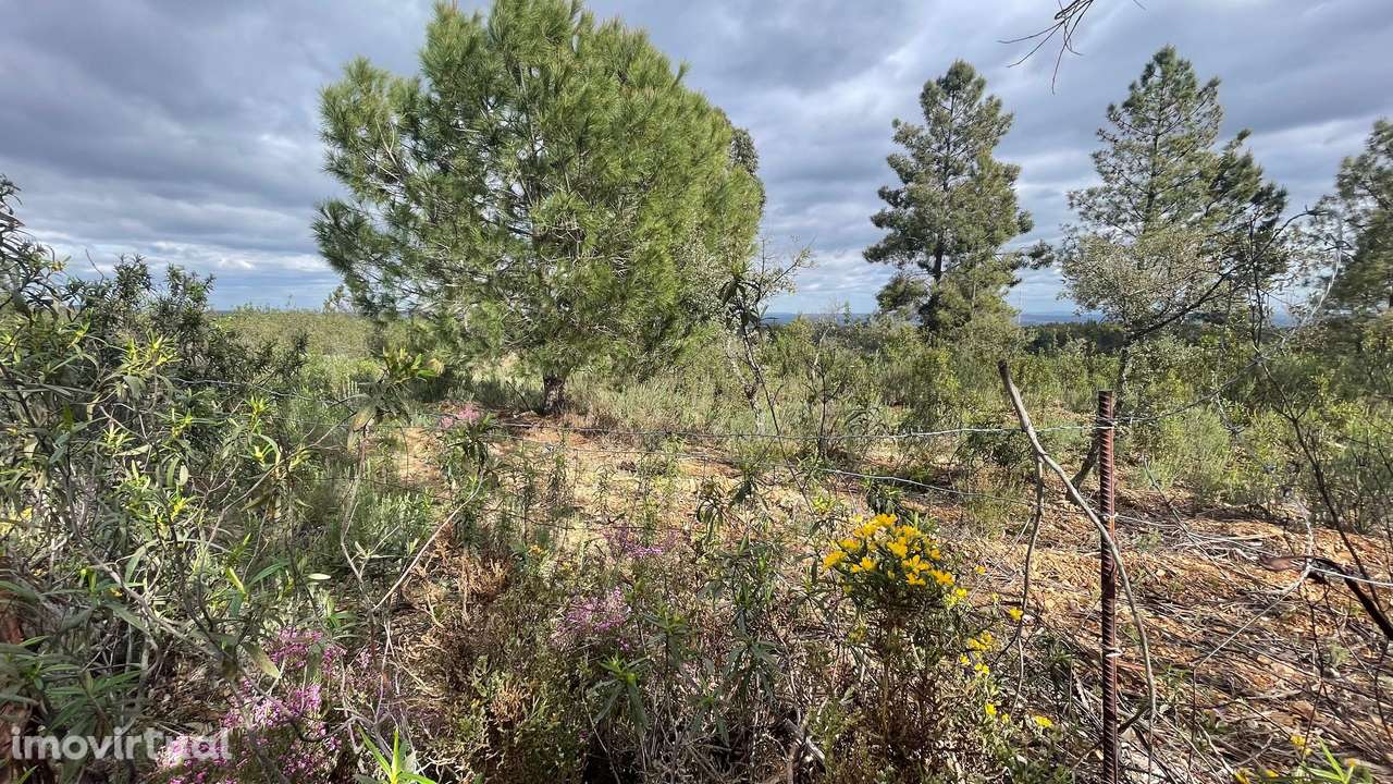 Terreno rústico, Benquerenças - Grande imagem: 3/6