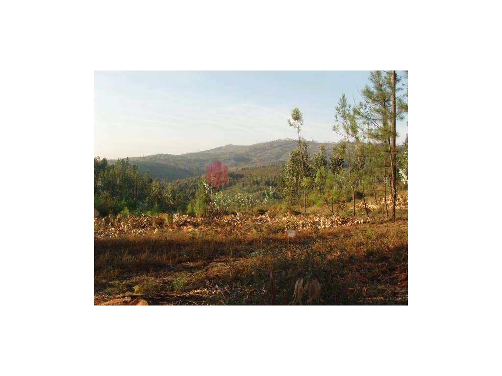 Terreno em Gondomar com 28.500m2 com 19 lotes para moradias. - Grande imagem: 3/56