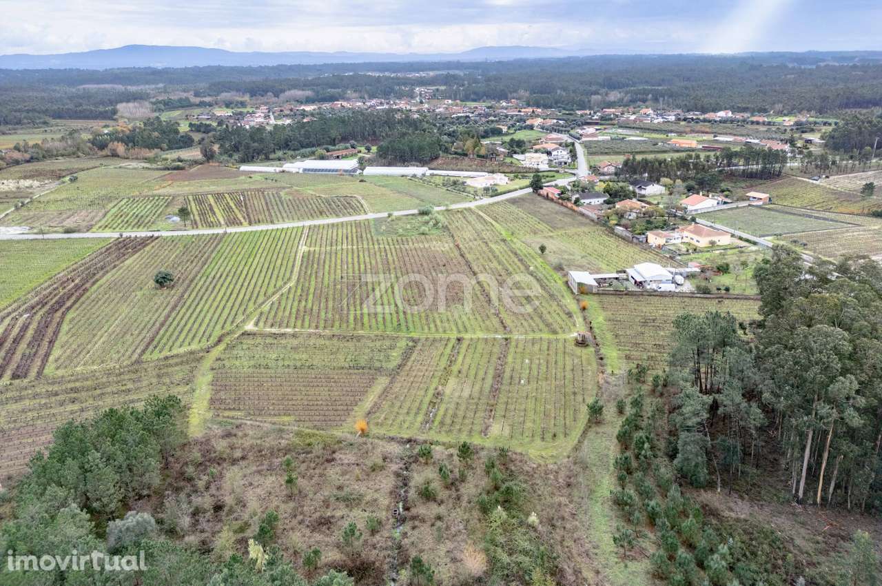 Vinha com 22.000 m2 em Póvoa do Bispo | Cantanhede - Grande imagem: 5/15
