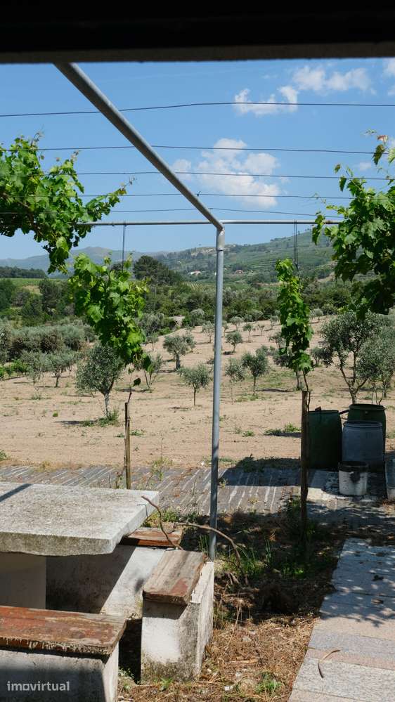 Terreno com 2.006 m², oliveiras em produção e construção de apoio | Sã - Grande imagem: 2/13