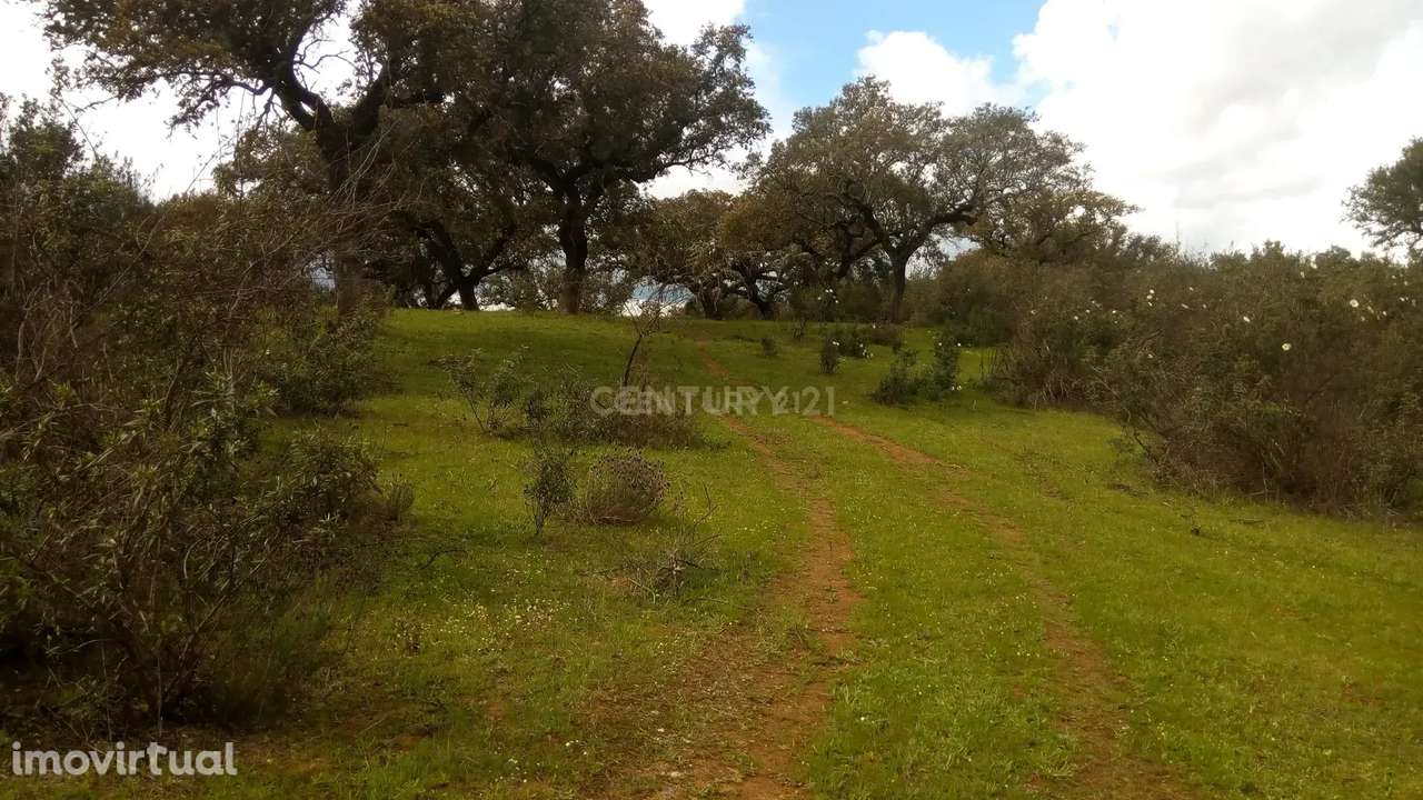 5 hectares  de terreno rústico com 2 cadernetas junto à aldeia dos Mar - Grande imagem: 2/18