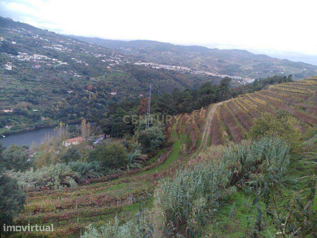 Terreno de uso múltiplo: agrícola e florestal em Santa Marinha do Zêze - Grande imagem: 3/32