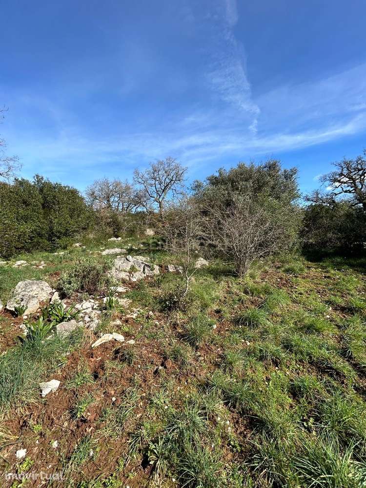 Terreno Rústico Alcaria - Grande imagem: 4/10