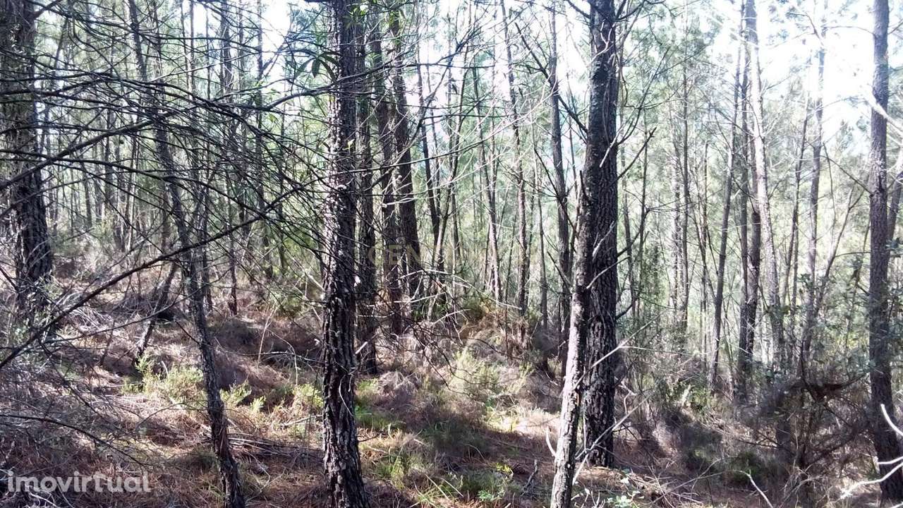 Terreno Rústico com 4.448,57 m² – Pinhal e Mato – 20.000€ Vergadinhas, - Grande imagem: 5/5