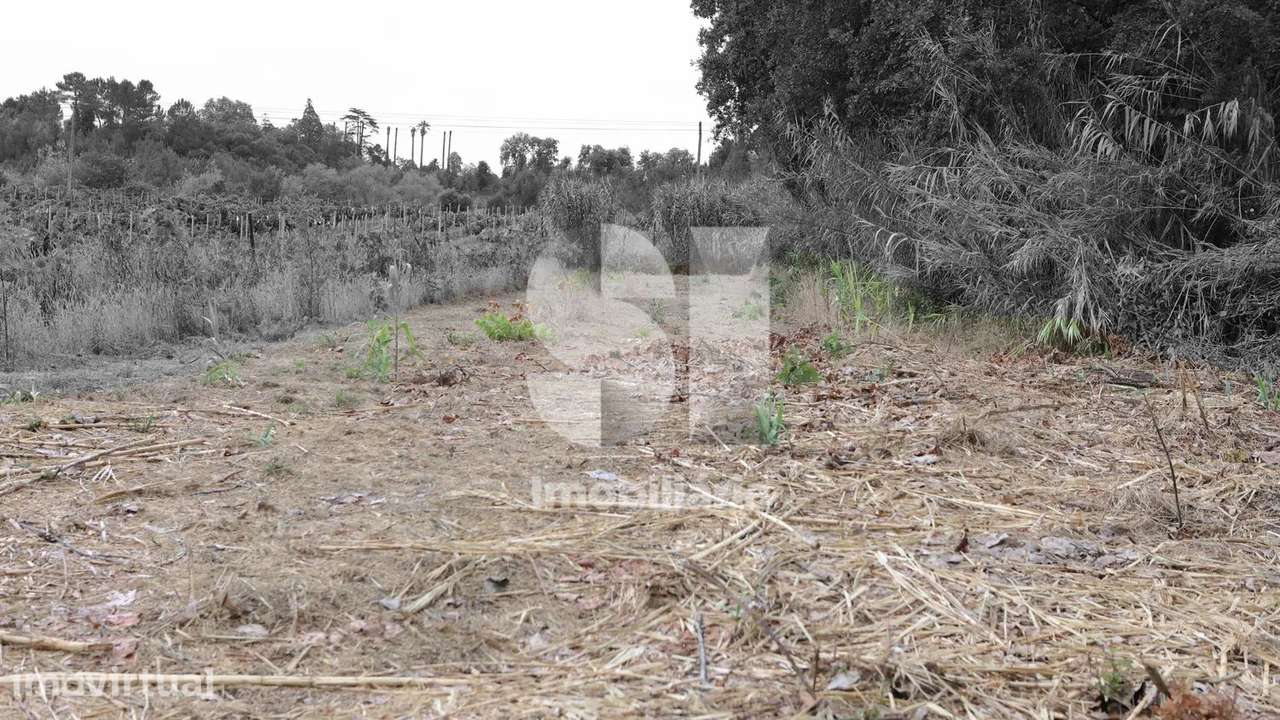 Quinta com aproximadamente 15000 m2 e moinho no coração da Bairrada - Grande imagem: 3/22