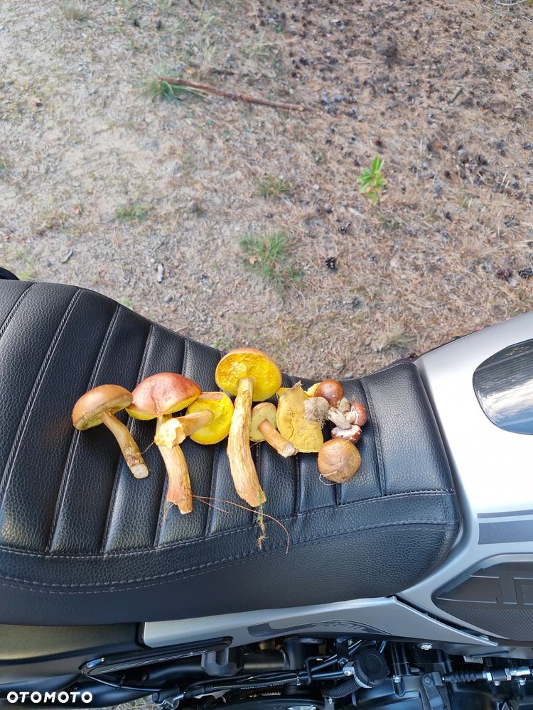 Benelli Leoncino Trail - 32