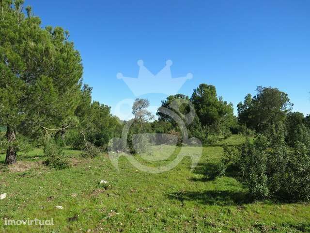 Terreno rústico com pinhal 8ha - Grande imagem: 4/8