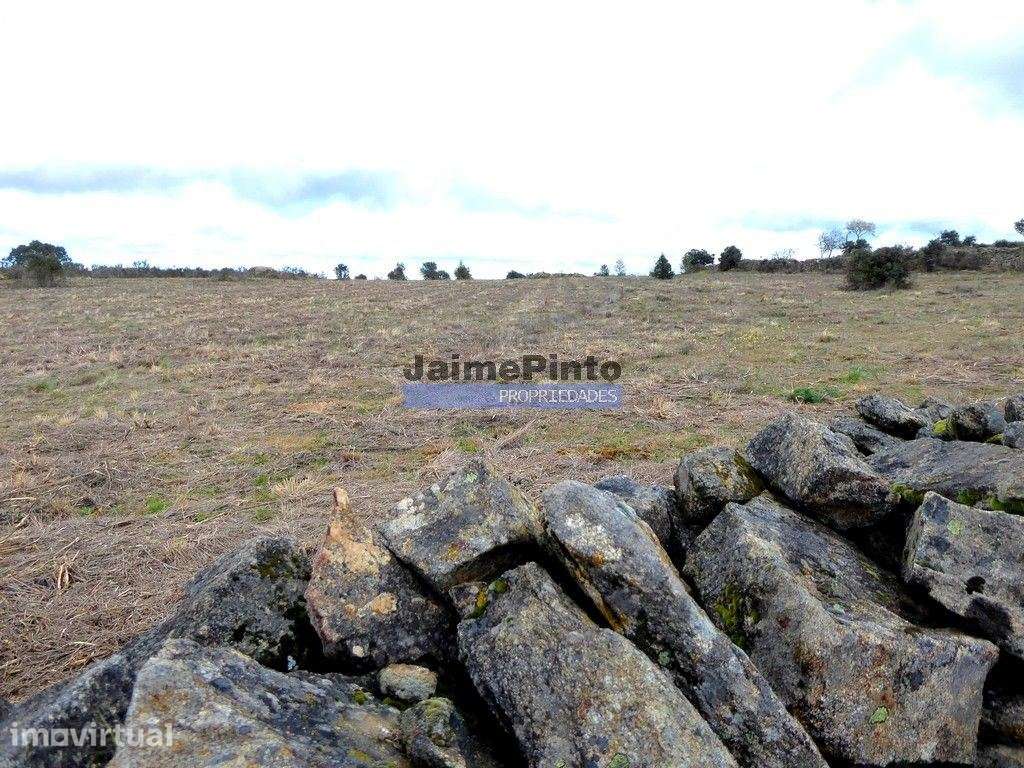 Quinta, herdade de 210.000m2 para agricultura. Portugal, Guarda, F.... - Grande imagem: 4/9