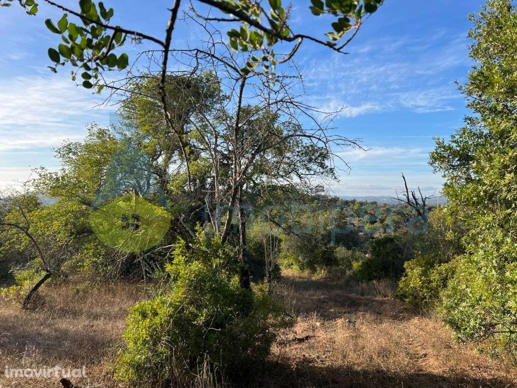 TERRENO RÚSTICO EM ZONA PREVILIGIADA ELECTRICIDADE E VISTA DESLUMBR... - Grande imagem: 3/10