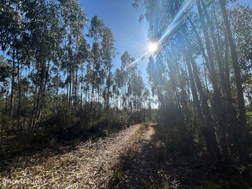 4 Terrenos Rústicos - Fonte D. João, Tomar - Grande imagem: 2/38