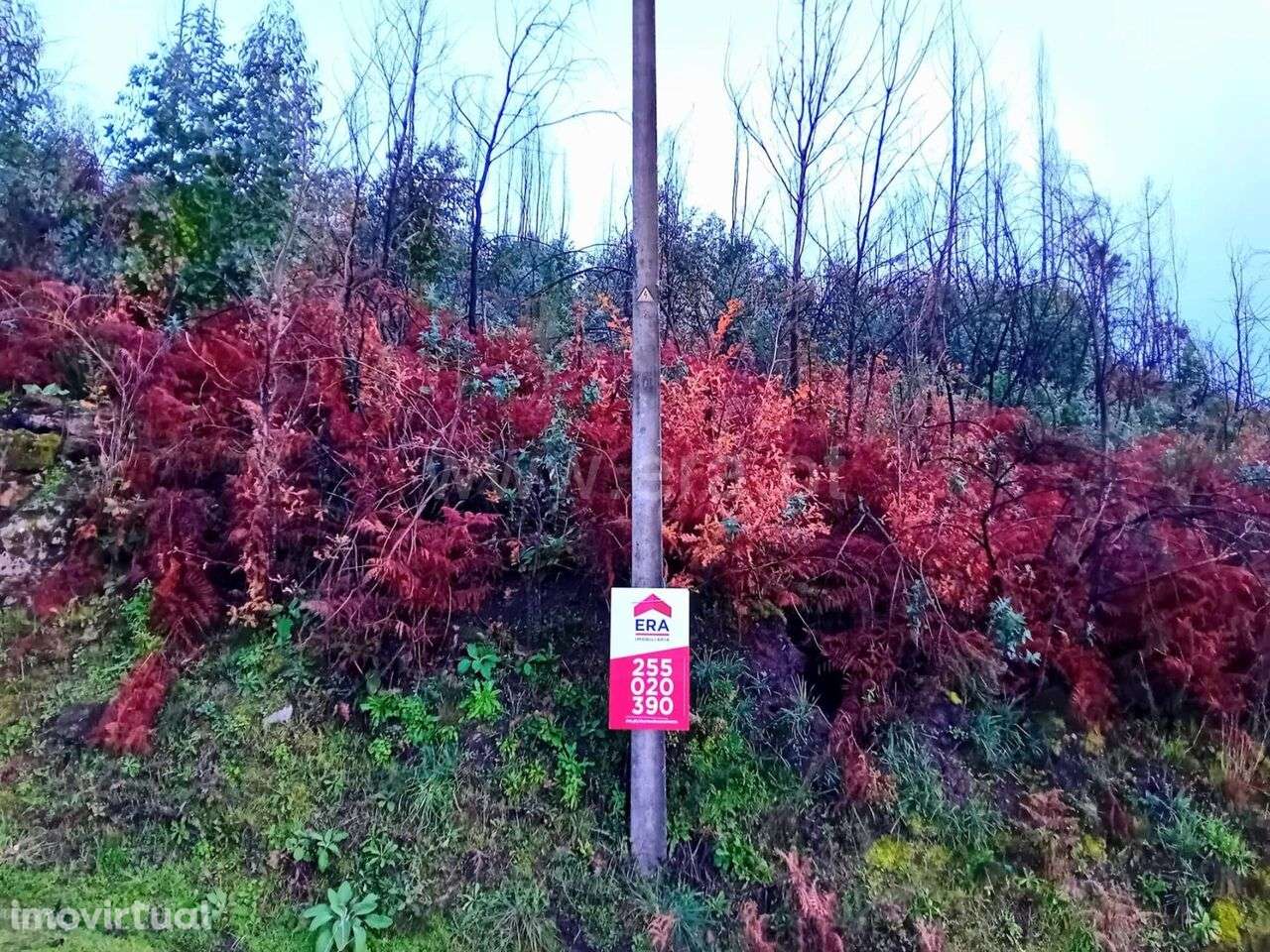 Terreno Rústico / Baião, Baião (Santa Leocádia) e Mesquinhata - Grande imagem: 2/6