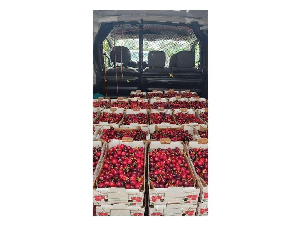 TERRENO AGRÍCOLA - Grande imagem: 3/19