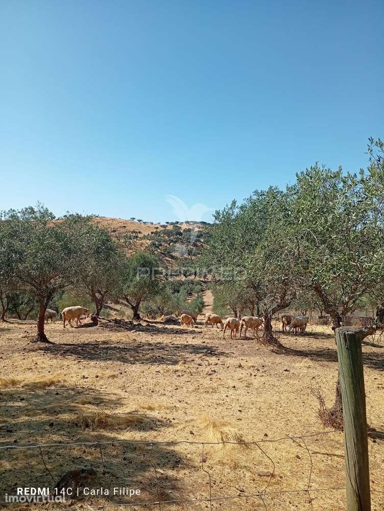 Courela - Grande imagem: 3/12