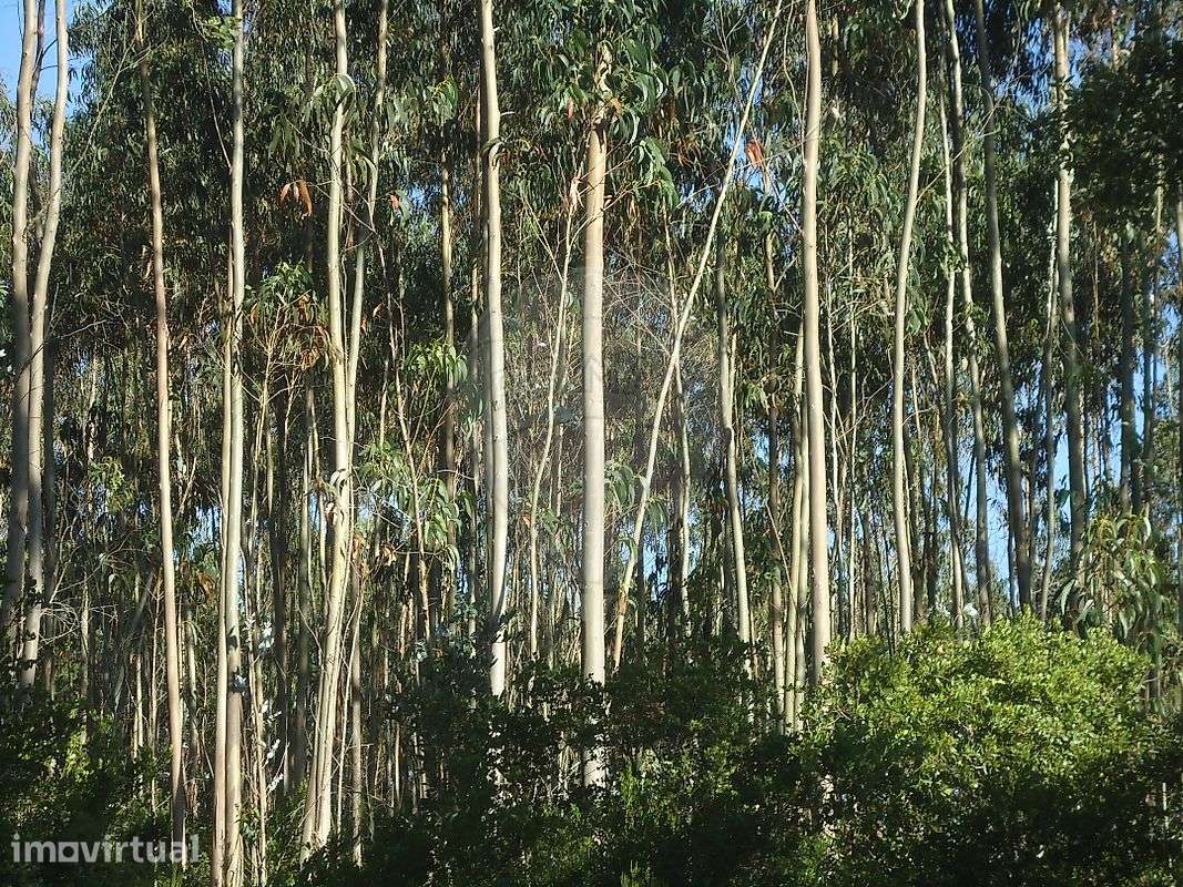 Terreno  para venda - Grande imagem: 5/5