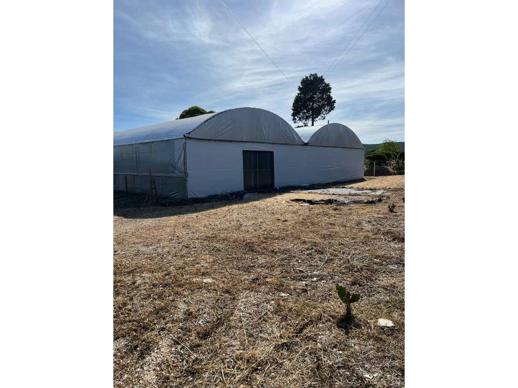 ESTUFA AGRÍCOLA - PRODUÇÃO DE COGUMELOS (SHIITAKE) - Grande imagem: 3/11