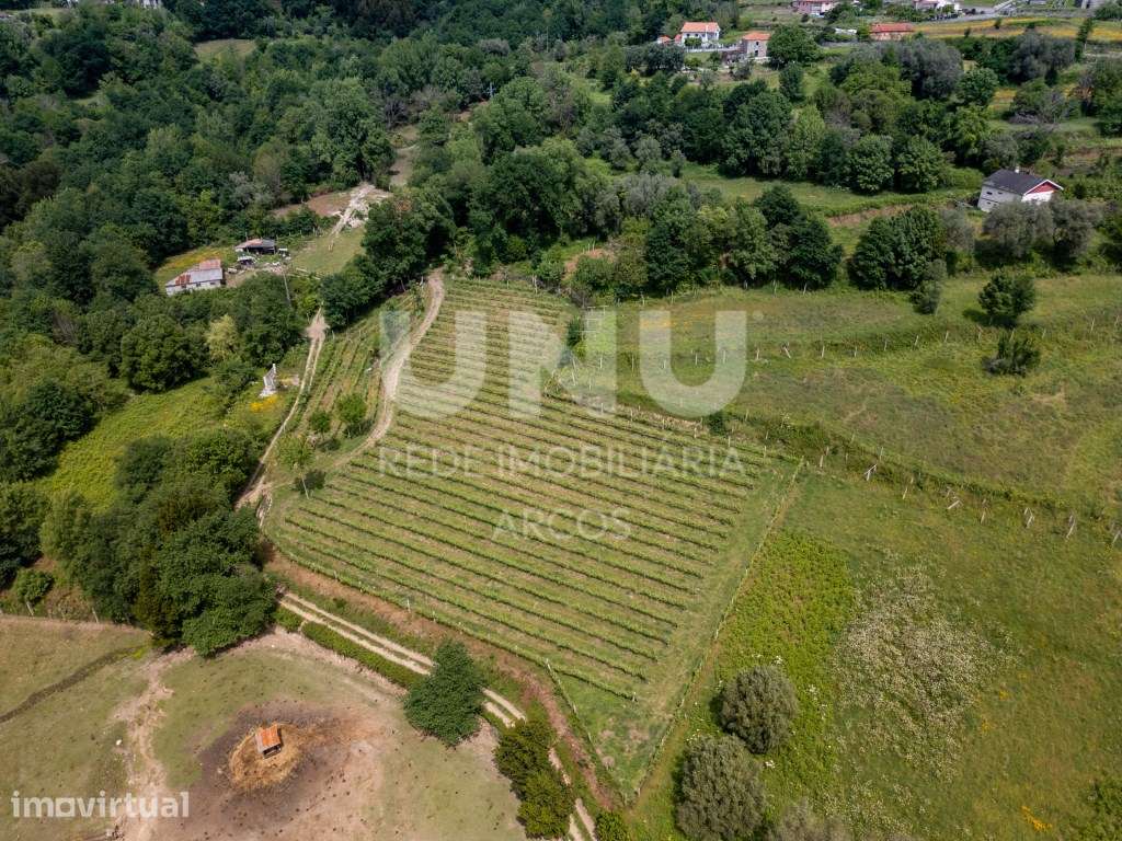 Quinta Vinícola - Grande imagem: 3/12