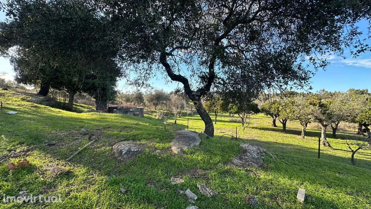 Terreno Rústico, Mata, Castelo Branco - Grande imagem: 5/14