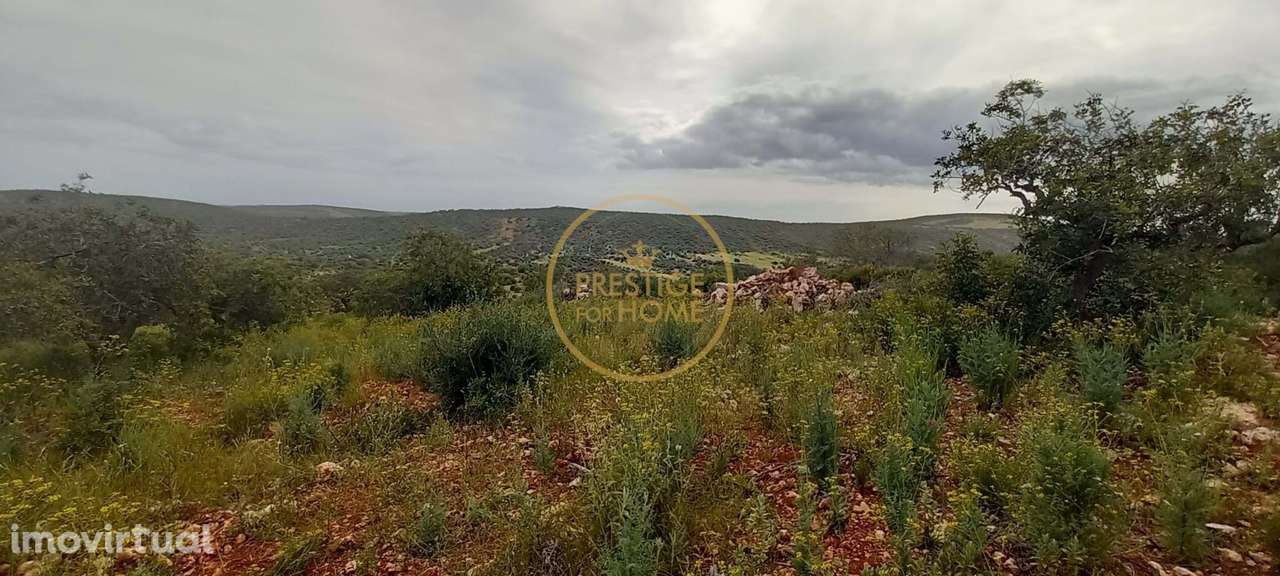 Terreno Rústico com Alfarrobeiras e Amendoeiras - 7.840 m² de Natureza - Grande imagem: 2/18