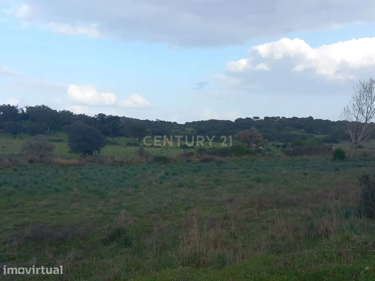 Terreno rústico 5,1ha, em Benquerenças, Castelo Branco - Grande imagem: 5/9