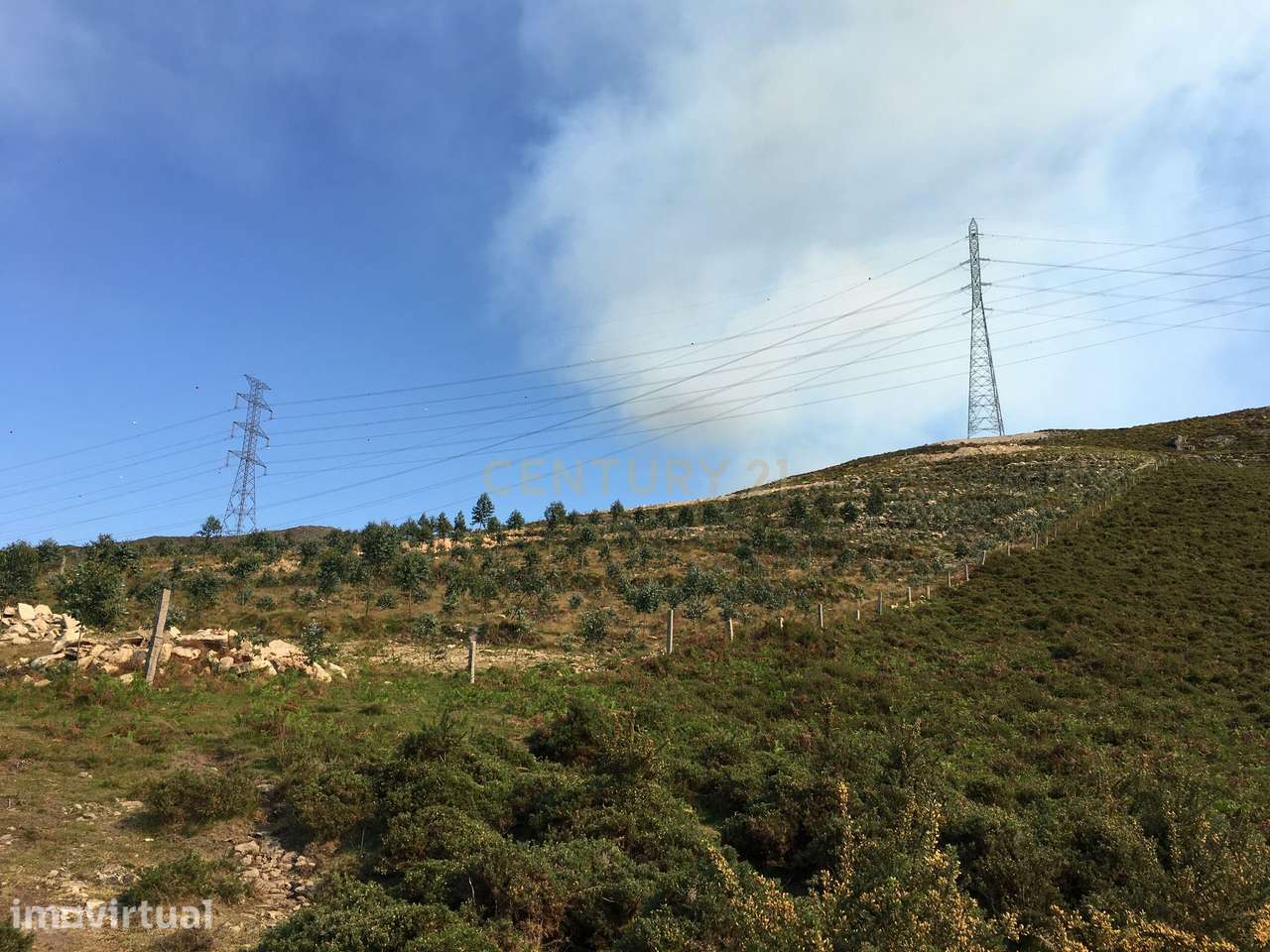 Terreno com 29500 m2 e cerca de 3000 pés de eucaliptos. - Grande imagem: 4/34